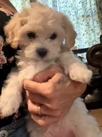 Apricot Girl, a female Maltipoo for sale in Georgetown, TX – 4 of 9