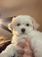 Girl 2, a female Maltipoo for sale in Georgetown, TX – 8 of 10