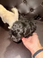 Scooter, a male Maltese and Poodle - Miniature  for sale in Georgetown, TX – 3 of 9