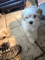 Kye , a male Maltipoo for sale in Georgetown, TX – 2 of 8