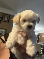 Spice, a female Maltese and Poodle - Miniature  for sale in Georgetown, TX – 3 of 7