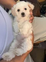 Girl 1, a female Maltipoo for sale in Georgetown, TX – 9 of 10