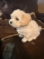 Apricot Girl, a female Maltipoo for sale in Georgetown, TX – 8 of 9