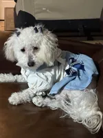 Scooter, a male Maltese and Poodle - Miniature  for sale in Georgetown, TX – 9 of 9