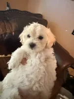 Apricot Girl, a female Maltipoo for sale in Georgetown, TX – 9 of 9