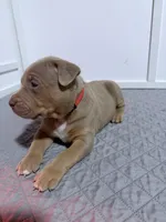 Diesel, a male American Bully for sale in Bloomington, IL – Photo 7 of 10