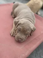 Diesel, a male American Bully for sale in Bloomington, IL – Photo 9 of 10