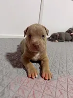 Diesel, a male American Bully for sale in Bloomington, IL – Photo 8 of 10