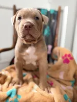 Diesel, a male American Bully for sale in Bloomington, IL – Photo 4 of 10