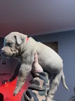 Diesel, a male American Bully for sale in Bloomington, IL – Photo 10 of 10