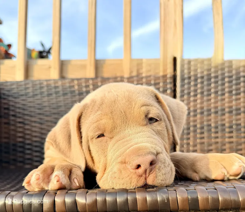 Diesel – American Bully puppy for sale in Bloomington, IL