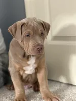 Diesel - Xl American Bully - ABKC Registered, a male American Bully for sale in Bloomington, IL – Photo 3 of 6