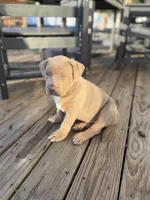 Diesel, a male American Bully for sale in Bloomington, IL – Photo 2 of 10