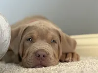 Diesel - Xl American Bully - ABKC Registered, a male American Bully for sale in Bloomington, IL – Photo 4 of 6