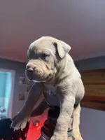 Diesel, a male American Bully for sale in Bloomington, IL – Photo 6 of 10