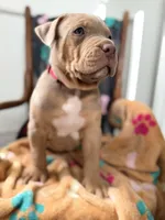 Diesel, a male American Bully for sale in Bloomington, IL – Photo 7 of 10