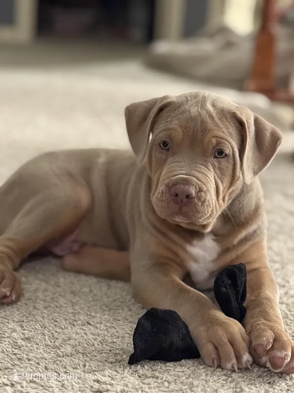 Diesel – American Bully puppy for sale in Bloomington, IL