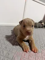 Diesel, a male American Bully for sale in Bloomington, IL – Photo 1 of 10