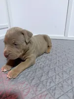 Diesel, a male American Bully for sale in Bloomington, IL – Photo 3 of 10