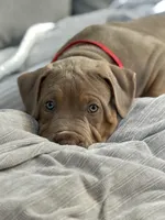 Diesel - Xl American Bully - ABKC Registered, a male American Bully for sale in Bloomington, IL – Photo 2 of 6