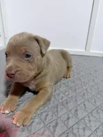 Diesel, a male American Bully for sale in Bloomington, IL – Photo 2 of 10