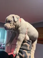 Diesel, a male American Bully for sale in Bloomington, IL – Photo 9 of 10