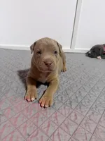 Diesel, a male American Bully for sale in Bloomington, IL – Photo 5 of 10