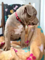 Diesel, a male American Bully for sale in Bloomington, IL – Photo 8 of 10