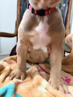 Diesel, a male American Bully for sale in Bloomington, IL – Photo 5 of 10