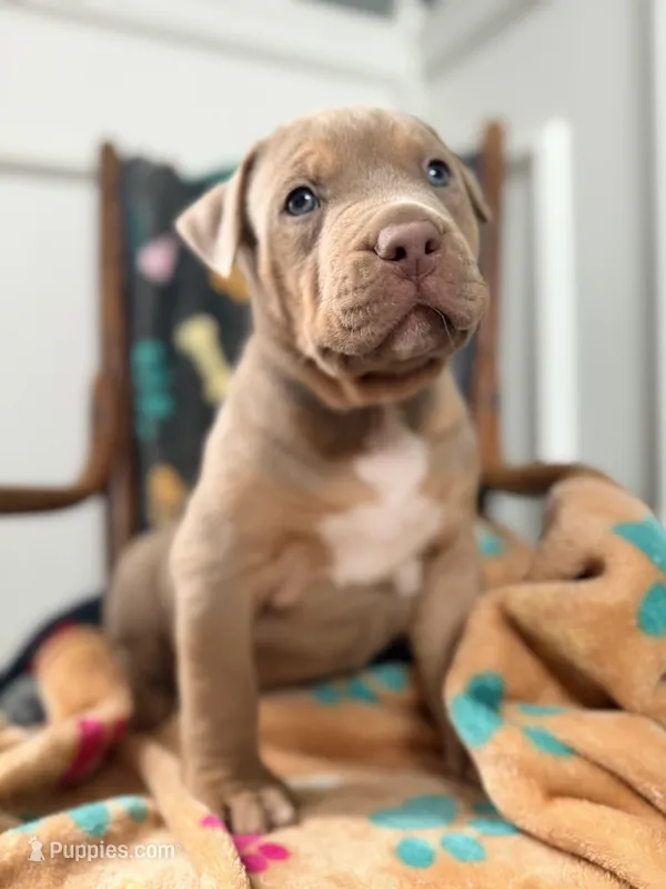 Diesel – American Bully puppy for sale in Bloomington, IL
