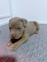 Diesel, a male American Bully for sale in Bloomington, IL – Photo 4 of 10