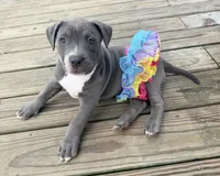 Princess-XL-ABKC, a female American Bully for sale in Bloomington, IL – Photo 3 of 9