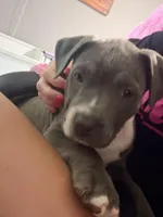 Princess-XL-ABKC, a female American Bully for sale in Bloomington, IL – Photo 8 of 9