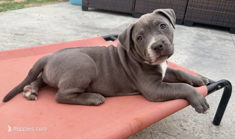 Princess – American Bully puppy for sale in Bloomington, IL