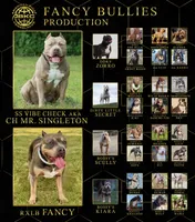 Princess-XL-ABKC, a female American Bully for sale in Bloomington, IL – Photo 9 of 9