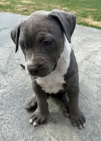 Princess-XL-ABKC, a female American Bully for sale in Bloomington, IL – Photo 6 of 9