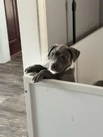 Princess-XL-ABKC, a female American Bully for sale in Bloomington, IL – Photo 2 of 9