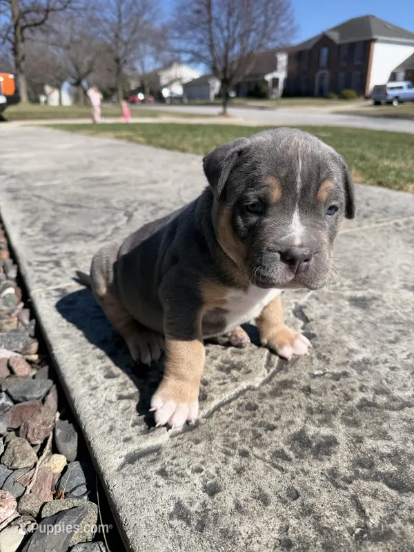 Blaze – American Bully puppy for sale in Bloomington, IL