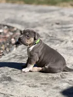 Blaze, a male American Bully for sale in Bloomington, IL – Photo 6 of 10