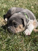 Blaze, a male American Bully for sale in Bloomington, IL – Photo 3 of 10