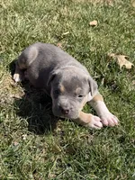 Blaze, a male American Bully for sale in Bloomington, IL – Photo 10 of 10