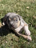 Blaze, a male American Bully for sale in Bloomington, IL – Photo 2 of 10