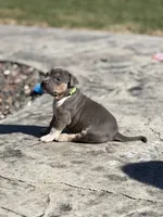 Blaze, a male American Bully for sale in Bloomington, IL – Photo 4 of 10