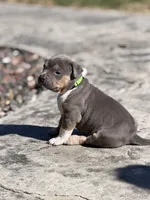 Blaze, a male American Bully for sale in Bloomington, IL – Photo 7 of 10