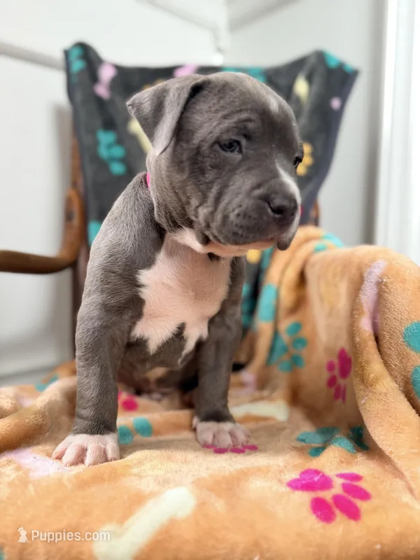 Bella – American Bully puppy for sale in Bloomington, IL