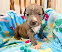 Bella, a female American Bully for sale in Bloomington, IL – Photo 1 of 5