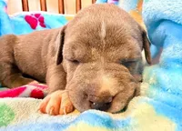 Bella, a female American Bully for sale in Bloomington, IL – Photo 3 of 5