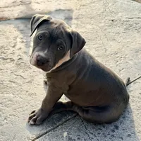 Princess, a female American Bully for sale in Bloomington, IL – Photo 1 of 2