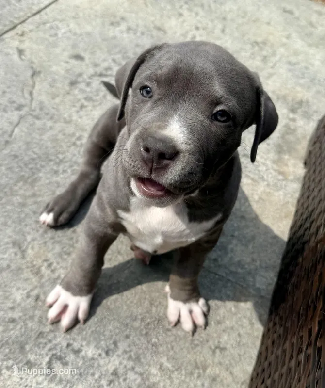 Bella – American Bully puppy for sale in Bloomington, IL