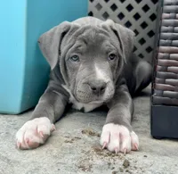 Bella - XL American Bully - ABKC Registered, a female American Bully for sale in Bloomington, IL – Photo 2 of 10